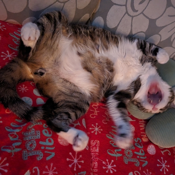 Meet your Posher, Christine 🌞🌻 - Picture 12 of 14